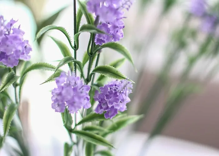 بيت ضيافة The West Coast